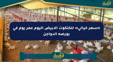 «سعر خيالي» للكتكوت الأبيض اليوم عمر يوم في بورصة الدواجن